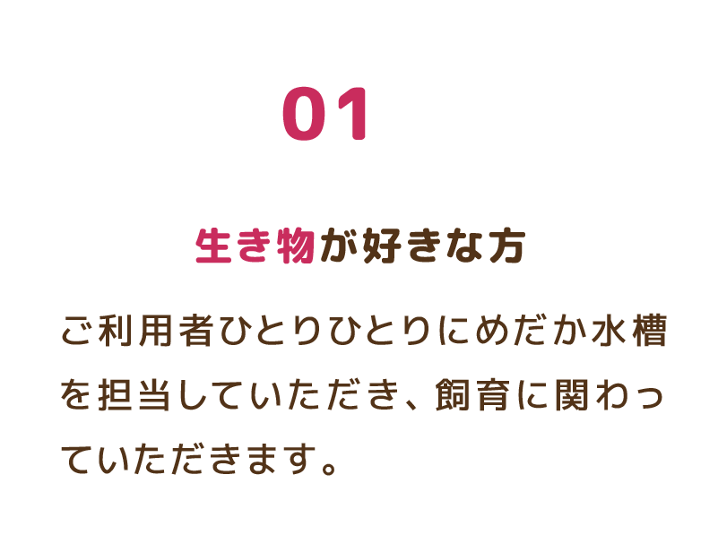 01 生き物が好きな方 ご利用者ひとりひとりにめだか水槽を担当していただき、飼育に関わっていただきます。