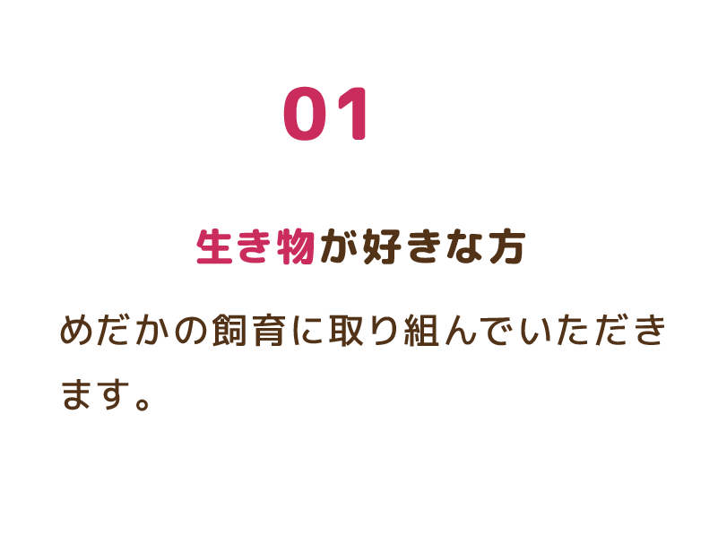 01 生き物が好きな方 めだかの飼育に取り組んでいただきます。